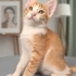 YUMOŞ GÖBÜŞLÜ ÇOCUK fotoğraf