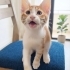 YUMOŞ GÖBÜŞLÜ ÇOCUK fotoğraf