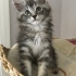 ÜCRETSİZ NORVEÇ ORMAN KEDİSİ, SARMAN., CALİCO YAVRU KEDİ SAHİPLENDİRME fotoğraf