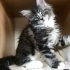 ÜCRETSİZ NORVEÇ ORMAN KEDİSİ, SARMAN., CALİCO YAVRU KEDİ SAHİPLENDİRME fotoğraf