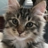 ÜCRETSİZ NORVEÇ ORMAN KEDİSİ, SARMAN., CALİCO YAVRU KEDİ SAHİPLENDİRME fotoğraf