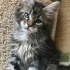 ÜCRETSİZ NORVEÇ ORMAN KEDİSİ, SARMAN., CALİCO YAVRU KEDİ SAHİPLENDİRME fotoğraf