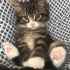 ÜCRETSİZ NORVEÇ ORMAN KEDİSİ, SARMAN., CALİCO YAVRU KEDİ SAHİPLENDİRME fotoğraf