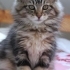 ÜCRETSİZ NORVEÇ ORMAN KEDİSİ, SARMAN., CALİCO YAVRU KEDİ SAHİPLENDİRME fotoğraf