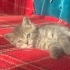 Pimpim ve pompom yavrularımız ömürlük yuva arıyor fotoğraf