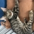 Oyunbaz Tekir Karam fotoğraf