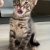 Oyunbaz Tekir Karam fotoğraf