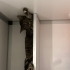 Yükseklerin kedisi Süreyya yuva arıyor fotoğraf