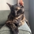 Dişi, arkadaş canlısı bir Tortoiseshell kedicik. fotoğraf