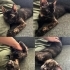 Dişi, arkadaş canlısı bir Tortoiseshell kedicik. fotoğraf