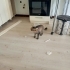 Kiracı tarafından ayrıldığı evde kilitli bırakılan kediler fotoğraf