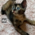 Acil yuva aranıyor fotoğraf