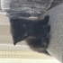 Tatlı oynamayı seven bi kedi fotoğraf