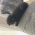 Tatlı oynamayı seven bi kedi fotoğraf