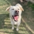 LATTE- İSMİ GİBİ NAİF, ZARİF VE TATLI BİR GÜZELLİK fotoğraf