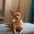 7 Yaşında, Uysal ve Sevecen Dişi Köpeğimize Ömürlük Yuva Arıyoruz fotoğraf