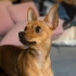 7 Yaşında, Uysal ve Sevecen Dişi Köpeğimize Ömürlük Yuva Arıyoruz fotoğraf