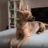 7 Yaşında, Uysal ve Sevecen Dişi Köpeğimize Ömürlük Yuva Arıyoruz fotoğraf