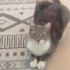 Can dostu uysal sevecen fotoğraf