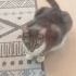Can dostu uysal sevecen fotoğraf