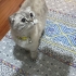 Yuva aranıyor..(kısır dişi) fotoğraf