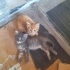 Minik Patiler yuva arıyor fotoğraf