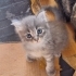 Minik Patiler yuva arıyor fotoğraf