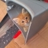 Minik Patiler yuva arıyor fotoğraf