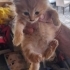 Minik Patiler yuva arıyor fotoğraf