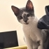 Duman yeni evini arıyor fotoğraf