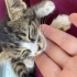 yavru kedilerime yuva arıyorum fotoğraf
