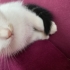 yavru kedilerime yuva arıyorum fotoğraf