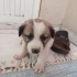 Bu yakışıklıya ömürlük yuva olur musunuz? fotoğraf