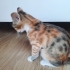 Calico Cins Dişi Yavru fotoğraf