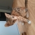Calico Cins Dişi Yavru fotoğraf