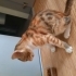 Calico Cins Dişi Yavru fotoğraf