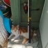 SİMBA ÖMÜRLÜK YUVASINI ARIYOR fotoğraf