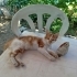 SİMBA ÖMÜRLÜK YUVASINI ARIYOR fotoğraf