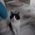 Temiz ve akıllı bir kdi fotoğraf