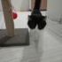 Temiz ve akıllı bir kdi fotoğraf