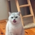 Ücretsiz Sahiplendirme fotoğraf