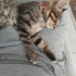 Cana yakın tekir kedi fotoğraf