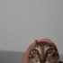 Cana yakın tekir kedi fotoğraf