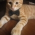 Mısır iç dış parazitleri yapıldı karma aşısı yapıldı fotoğraf
