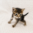 Yuva Arıyoruz 💞 fotoğraf