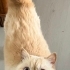 Akıllı kedi tuvaletini yapıyor fotoğraf