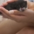 kalici yuva 3 gunluk bebek erkek kedi fotoğraf