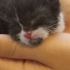 kalici yuva 3 gunluk bebek erkek kedi fotoğraf