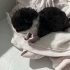 kalici yuva 3 gunluk bebek erkek kedi fotoğraf