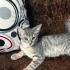 Silver Tabby Yavru Minnoş (Domestic Shorthair) fotoğraf